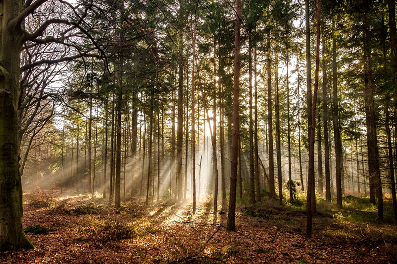 Фото: freepik.com