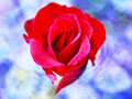 Природа Рая (Paradise nature)