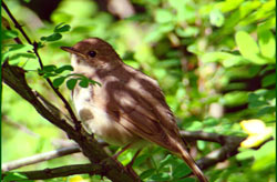 Соловей (Nightingale)